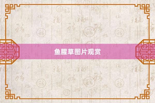 鱼腥草图片观赏
